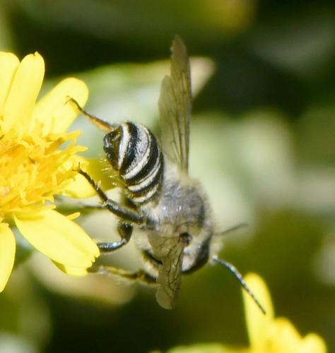 Megachile sp.